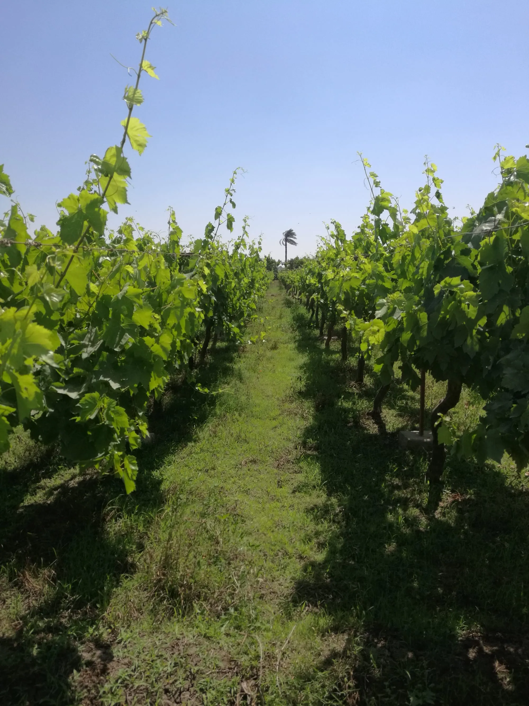 A path between two rows of vines on wire trellises