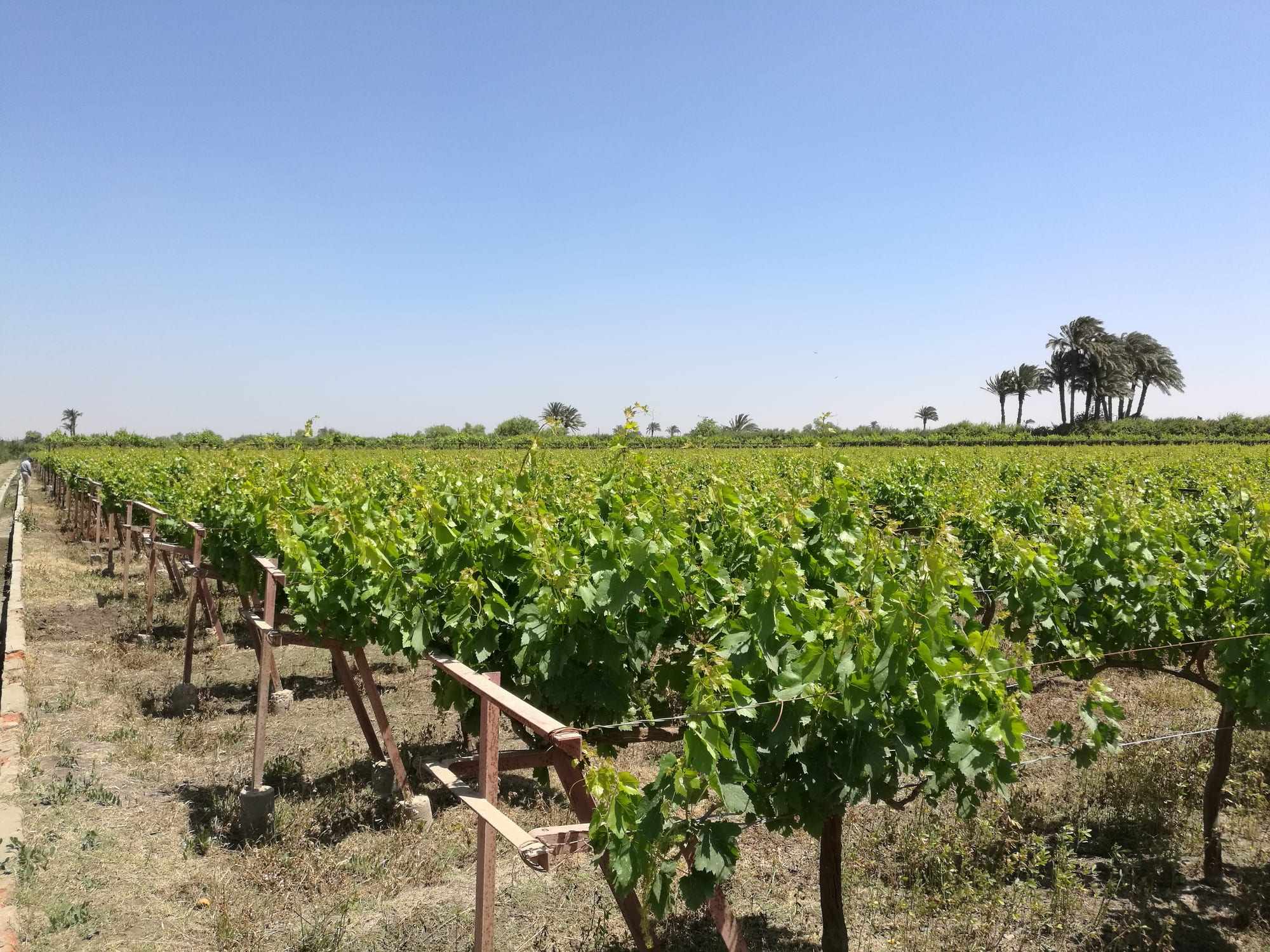 Rows of trellised vines under a clear sky, with palm trees on the horizon