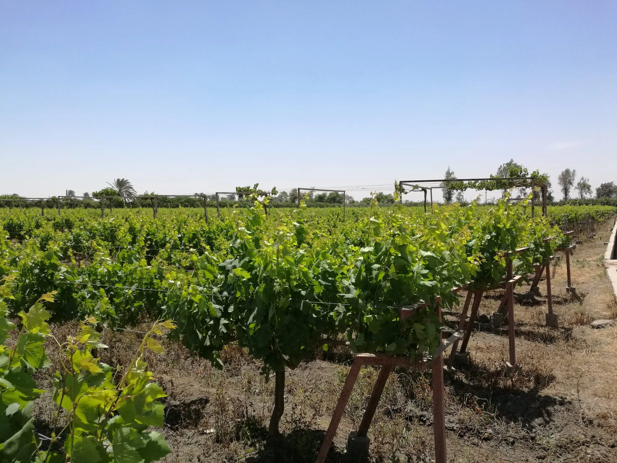 The vineyard with its trellis posts and a line of trees in the distance